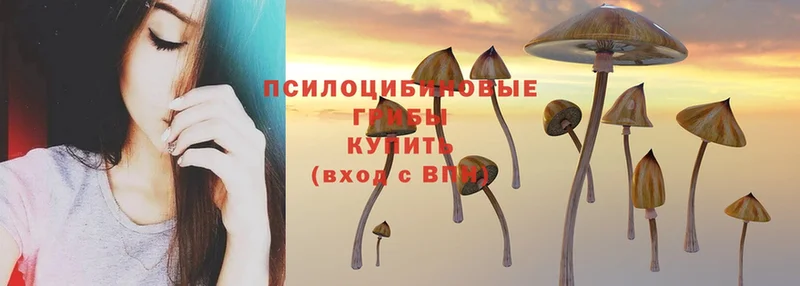 Галлюциногенные грибы Psilocybe  даркнет формула  Медынь  где продают  